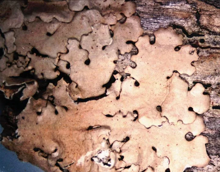 Pseudoparmelia singularis (Pseudoparmelia singularis) — photo mycologique