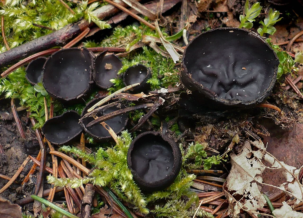 Pseudoplectania affinis (Pseudoplectania affinis) — photo mycologique