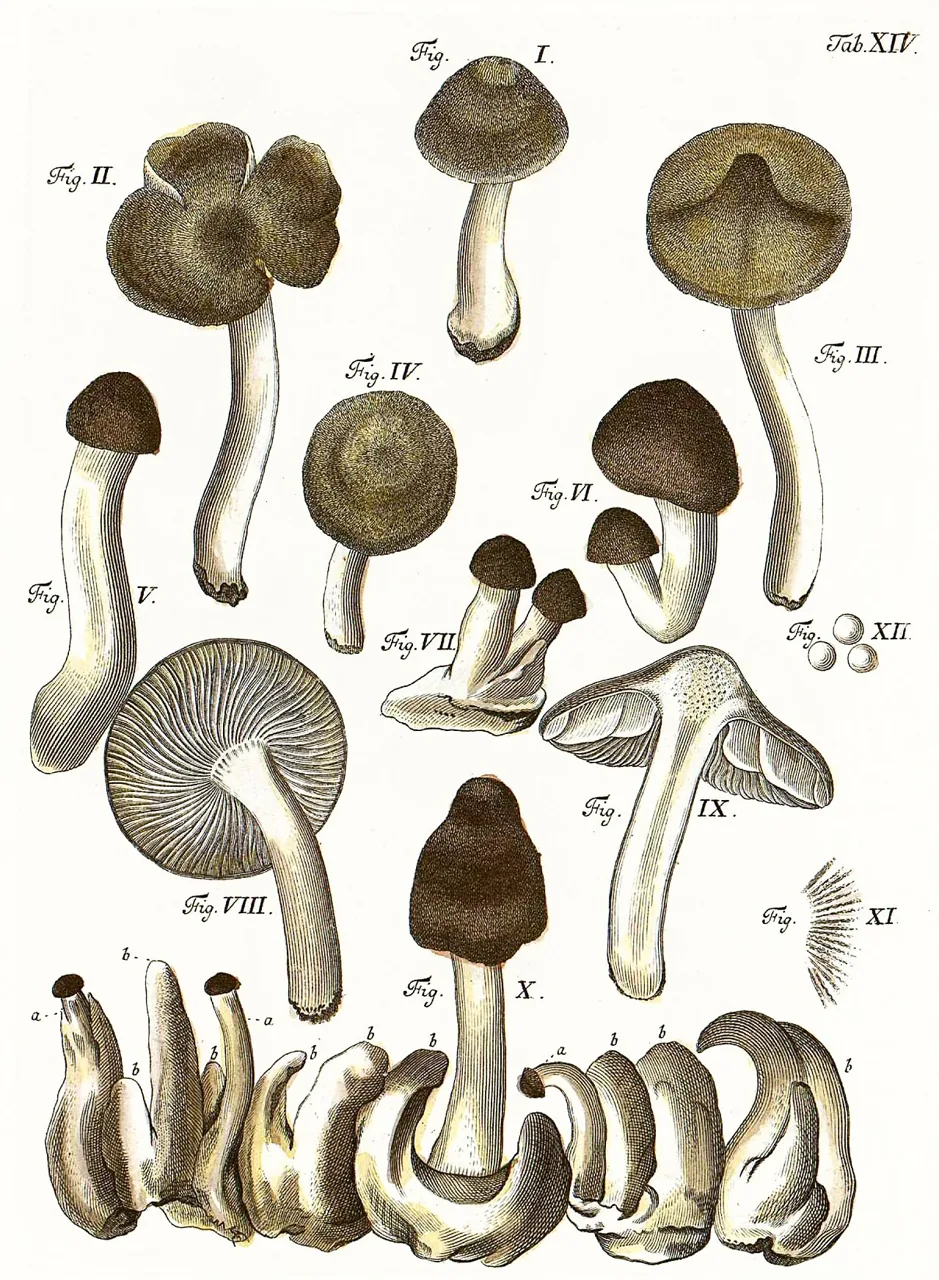 Pseudoporpoloma pes-caprae (Pseudoporpoloma pes-caprae) — photo mycologique