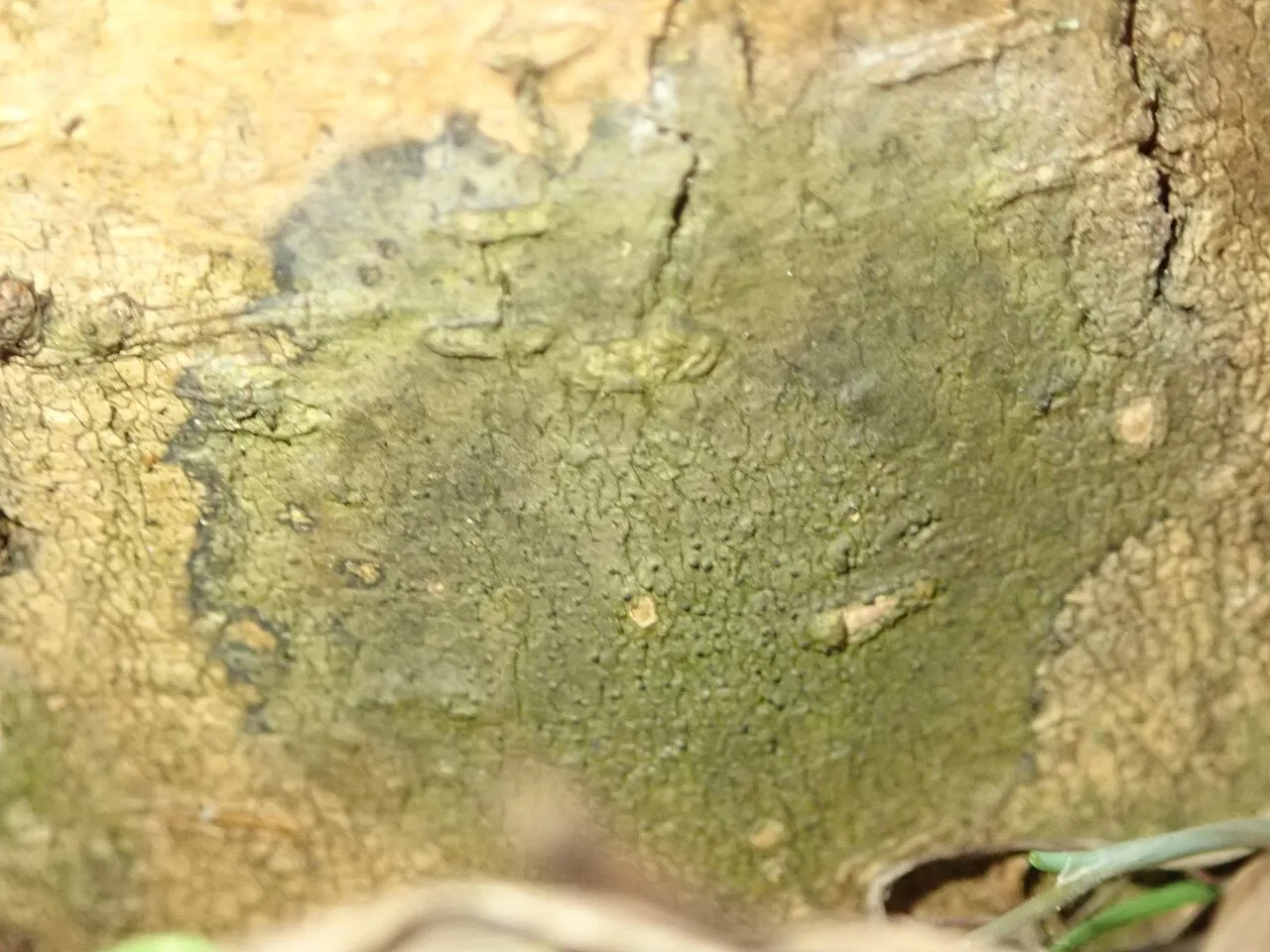 Pseudosagedia curnowii (Pseudosagedia curnowii) — photo mycologique