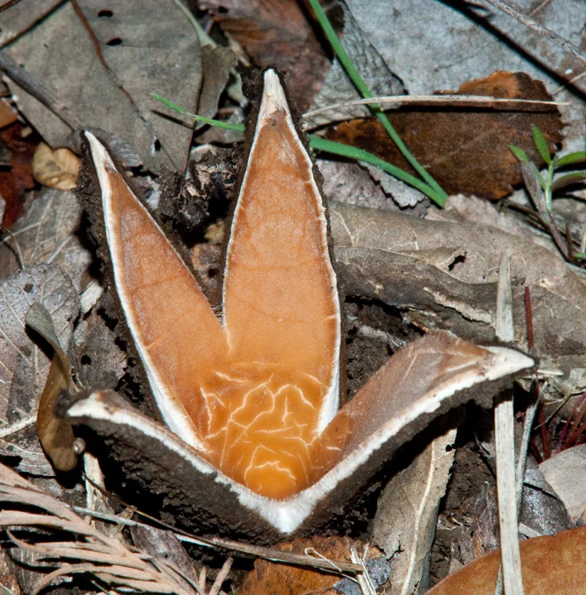 Pseudosarcosoma latahense (Pseudosarcosoma latahense) — photo mycologique