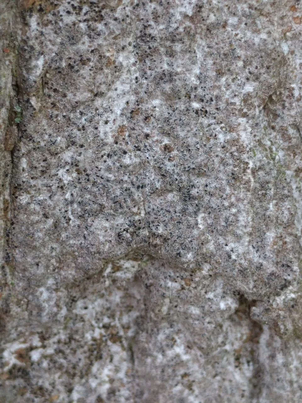 Pseudoschismatomma rufescens (Pseudoschismatomma rufescens) — photo mycologique