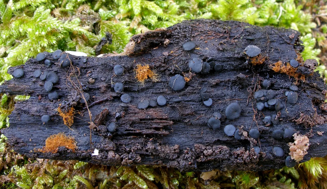 Pseudosclerococcum golindoi (Pseudosclerococcum golindoi) — photo mycologique