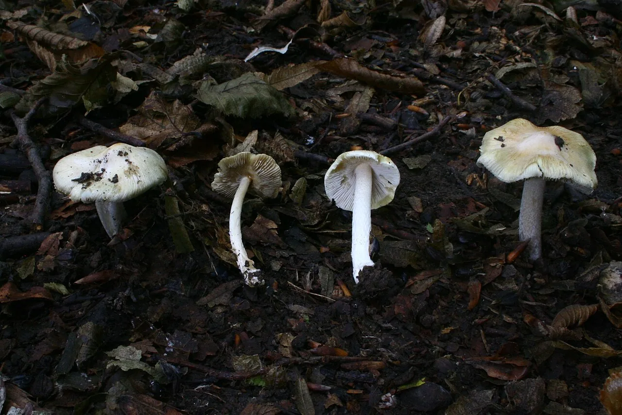 Pseudosperma araneosum (Pseudosperma araneosum) — photo mycologique