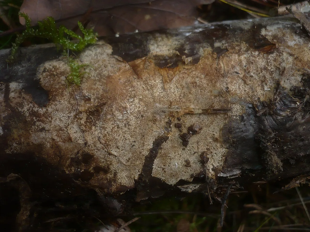 Pseudotomentella larsenii (Pseudotomentella larsenii) — photo mycologique