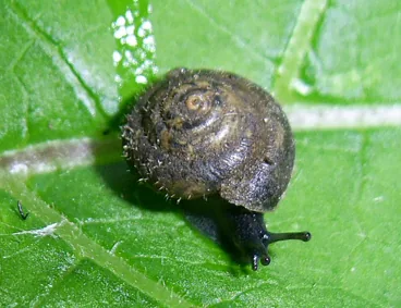 Pseudotrichia allequashensis (Pseudotrichia allequashensis) — photo mycologique