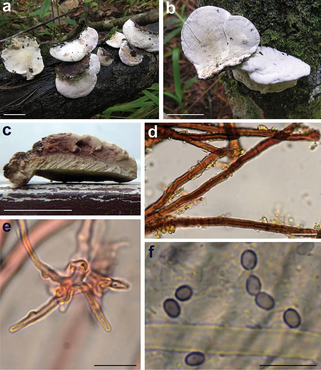Pseudowrightoporia africana (Pseudowrightoporia africana) — photo mycologique