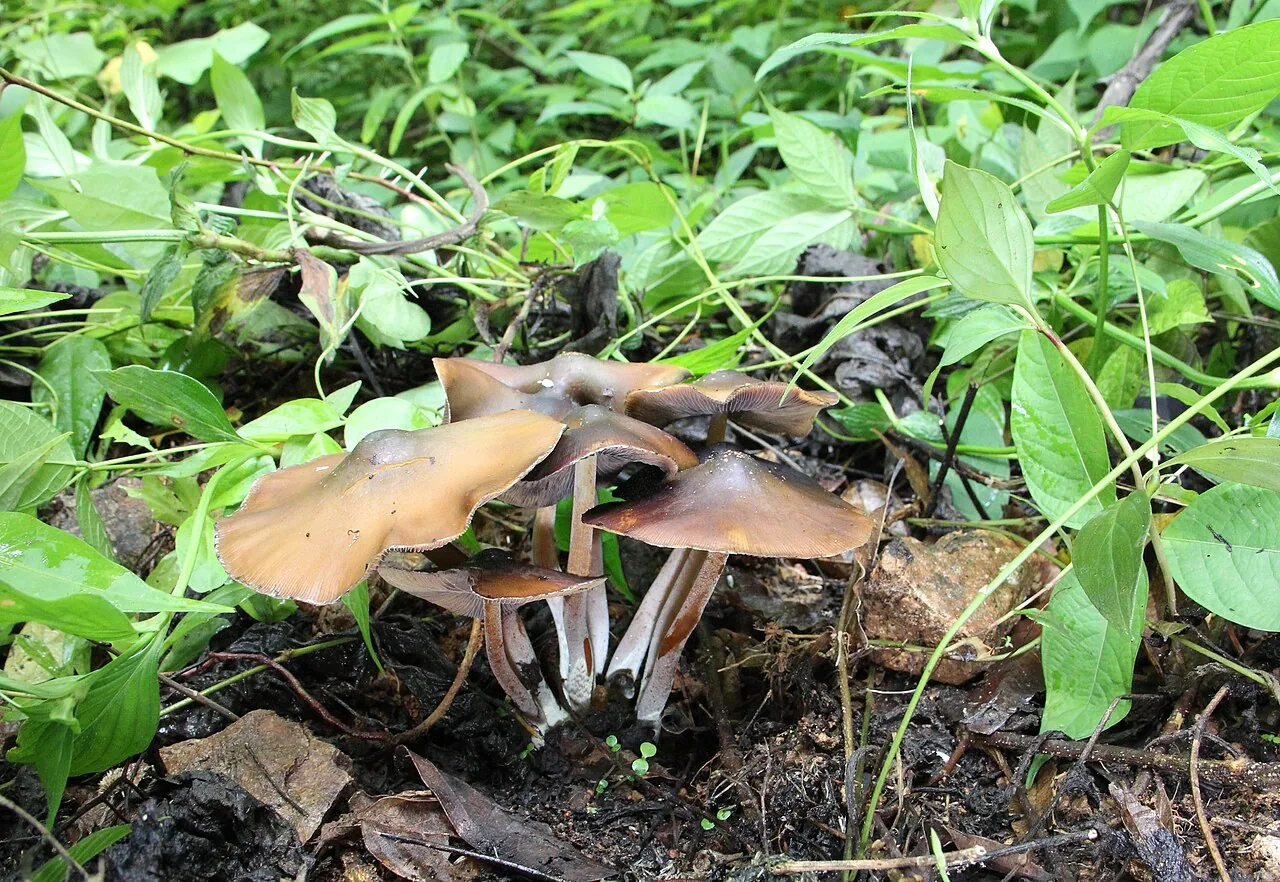 Psilocybe caerulescens (Psilocybe caerulescens) — photo mycologique