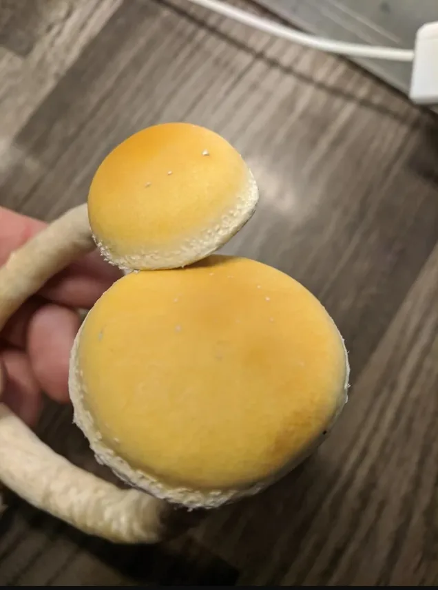 Psilocybe chuxiongensis (Psilocybe chuxiongensis) — photo mycologique