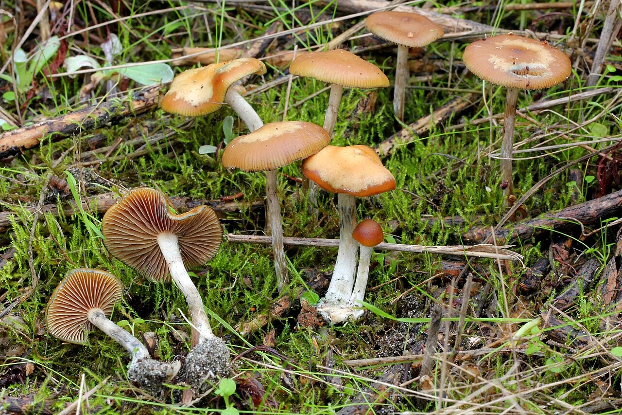 Psilocybe cyanescens (Psilocybe cyanescens) — photo mycologique