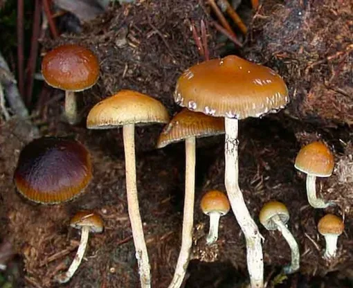 Psilocybe fimetaria (Psilocybe fimetaria) — photo mycologique