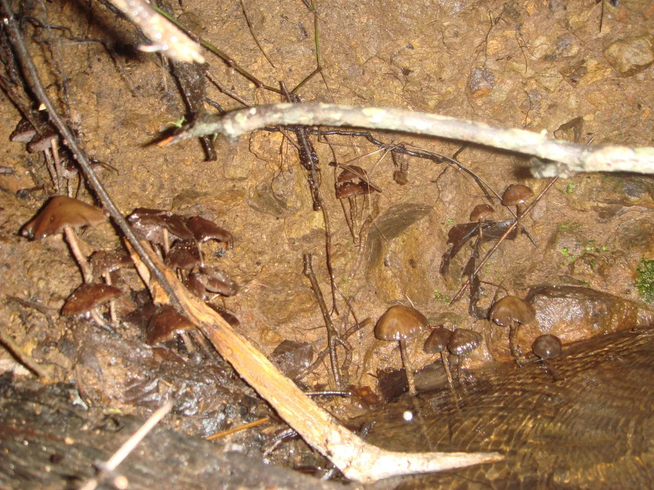Psilocybe laurae (Psilocybe laurae) — photo mycologique