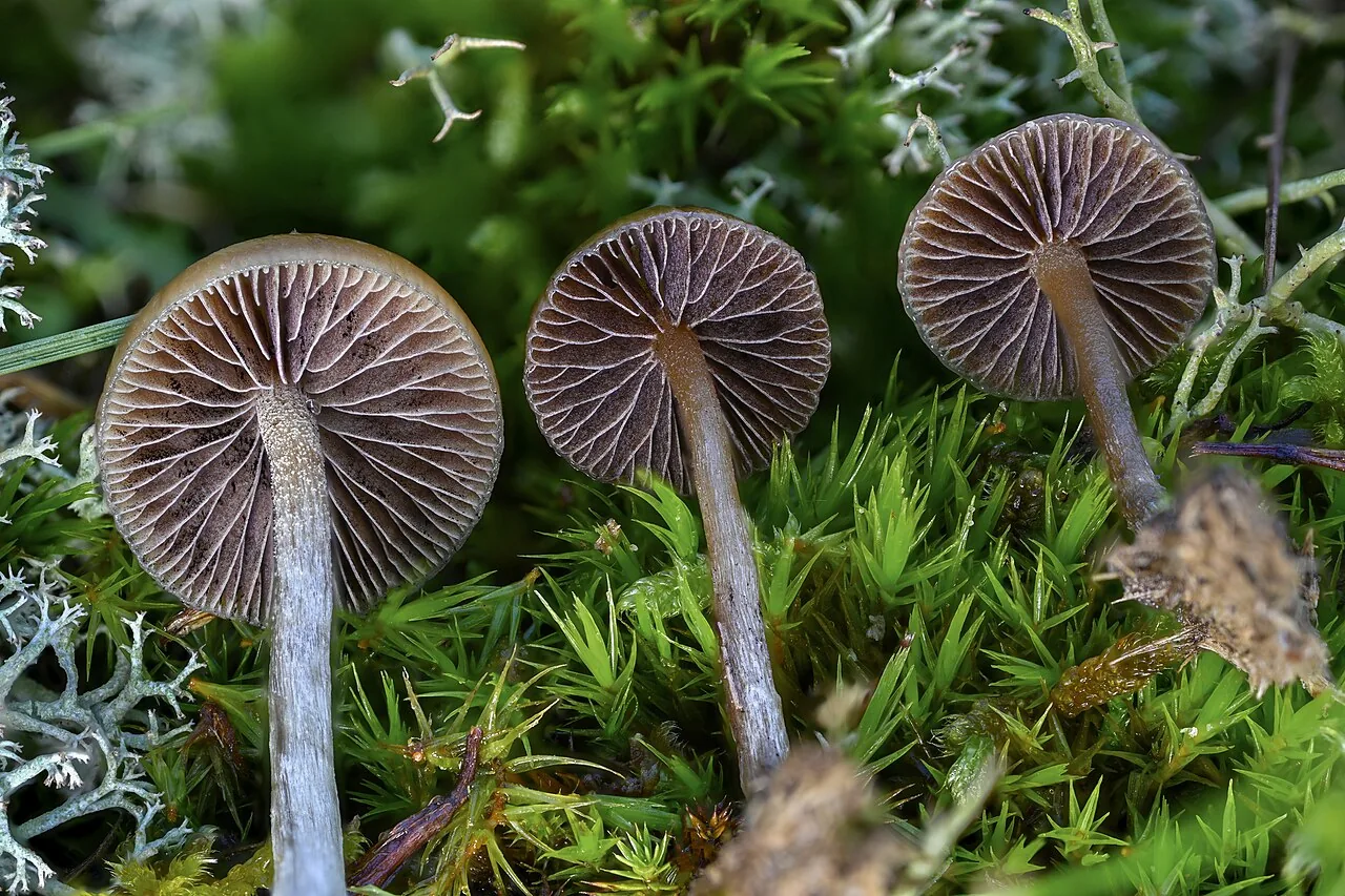 Psilocybe liniformans (Psilocybe liniformans) — photo mycologique