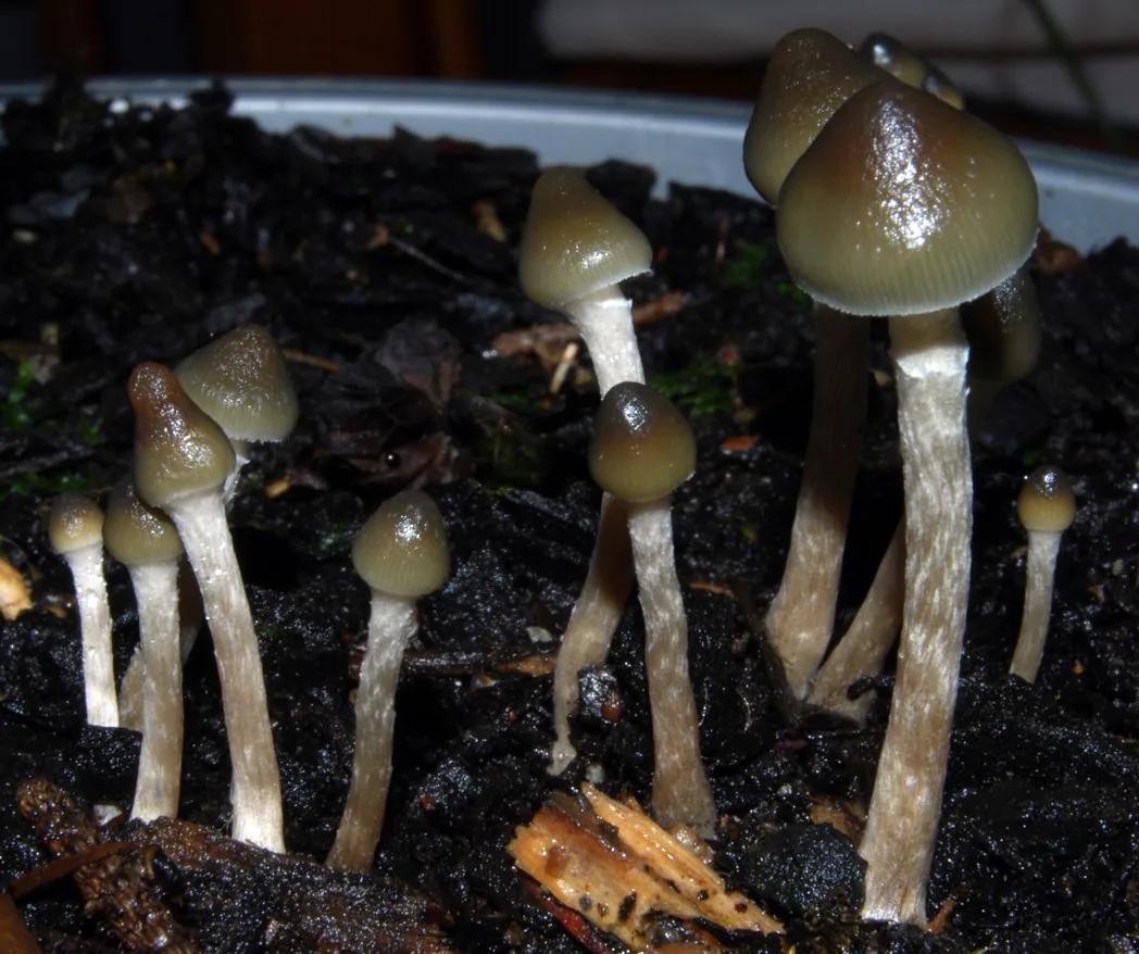 Psilocybe makarorae (Psilocybe makarorae) — photo mycologique