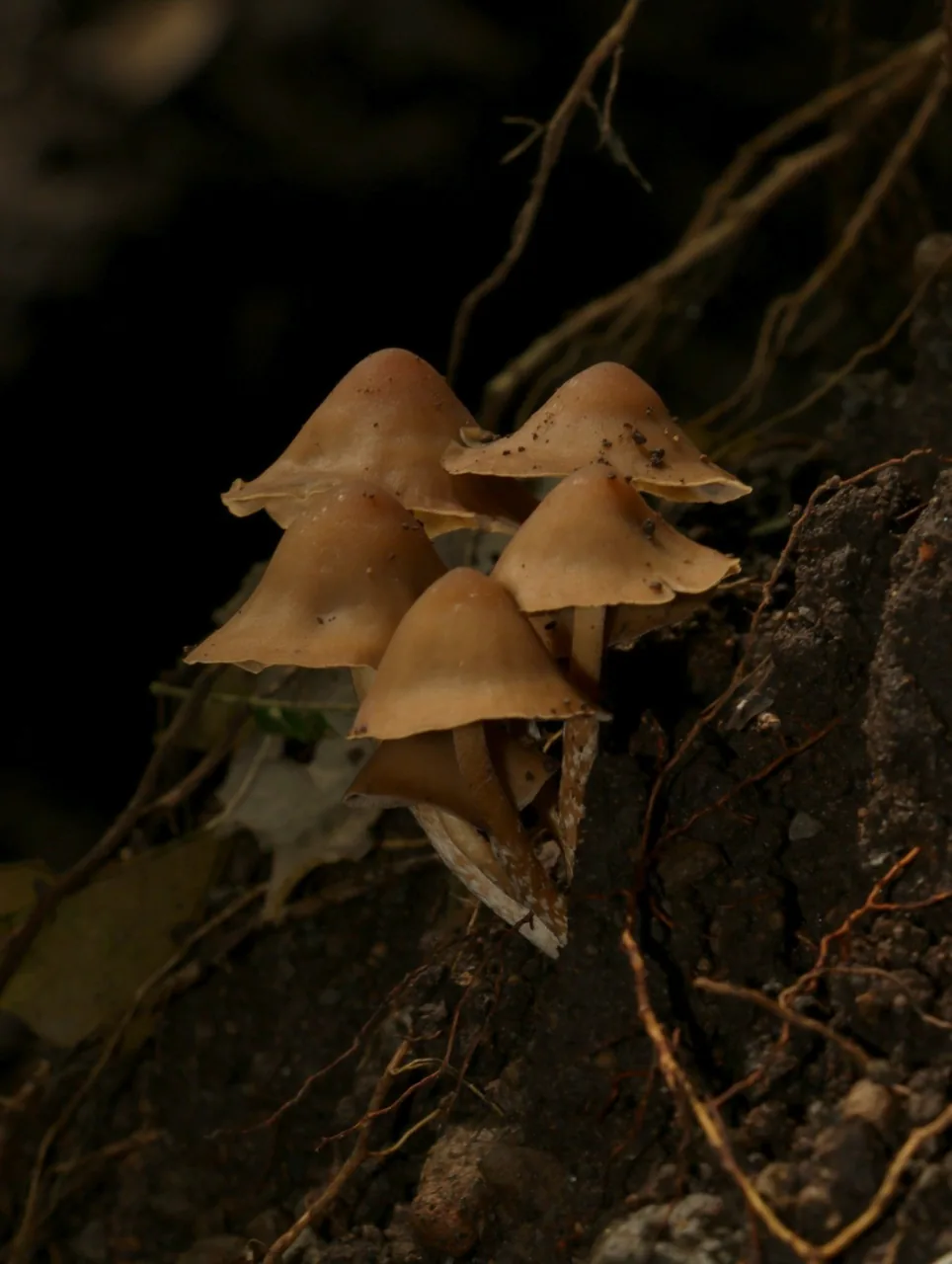Psilocybe moseri (Psilocybe moseri) — photo mycologique