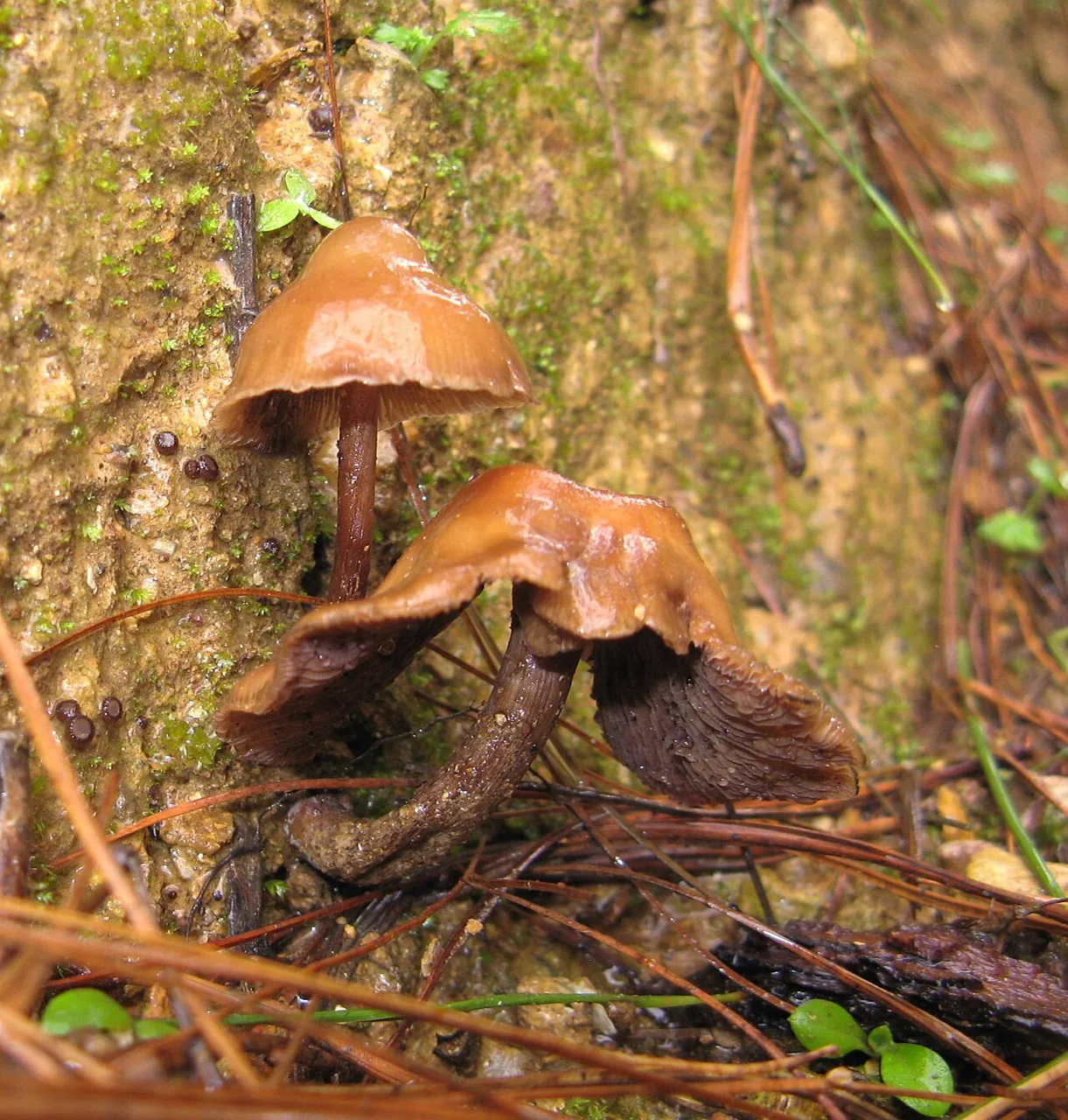 Psilocybe muliercula (Psilocybe muliercula) — photo mycologique