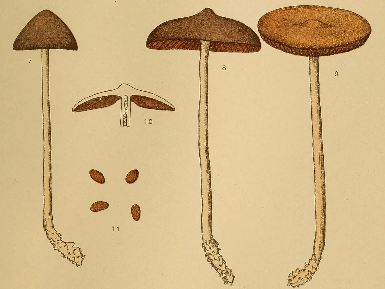 Psilocybe nigrella (Psilocybe nigrella) — photo mycologique