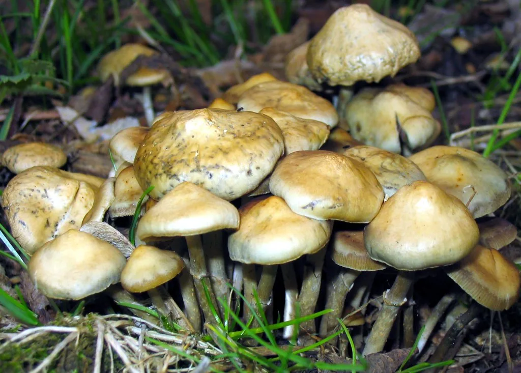 Psilocybe ovoideocystidiata (Psilocybe ovoideocystidiata) — photo mycologique