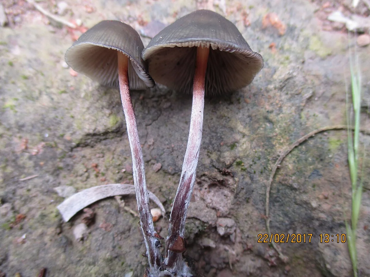 Psilocybe papuana (Psilocybe papuana) — photo mycologique
