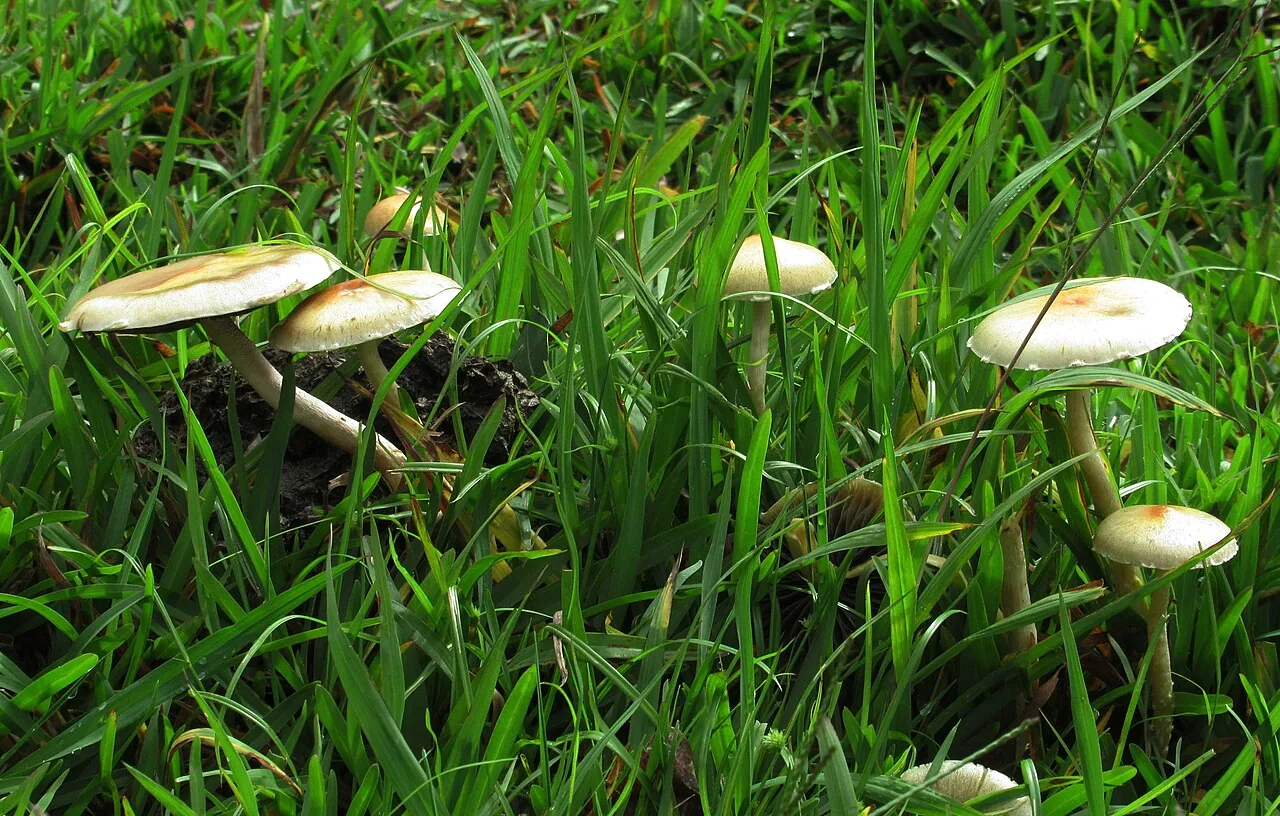 Psilocybe pseudoaztecorum (Psilocybe pseudoaztecorum) — photo mycologique