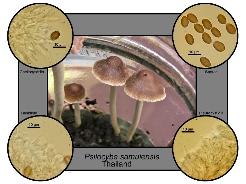 Psilocybe samuiensis (Psilocybe samuiensis) — photo mycologique