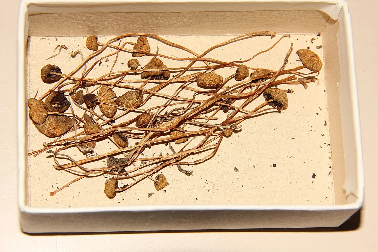 Psilocybe strictipes (Psilocybe strictipes) — photo mycologique