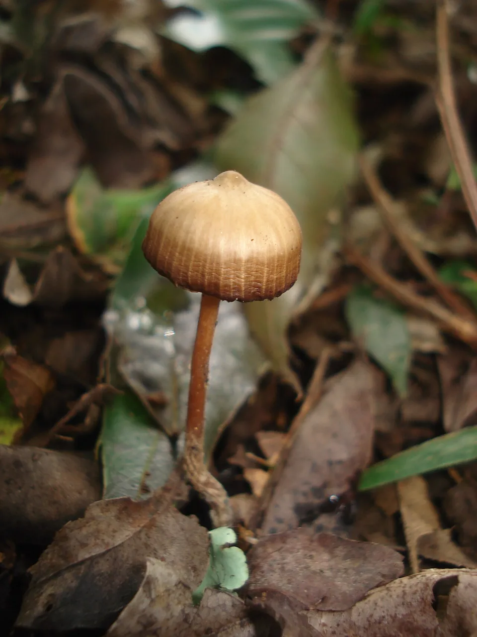 Psilocybe subtropicalis (Psilocybe subtropicalis) — photo mycologique