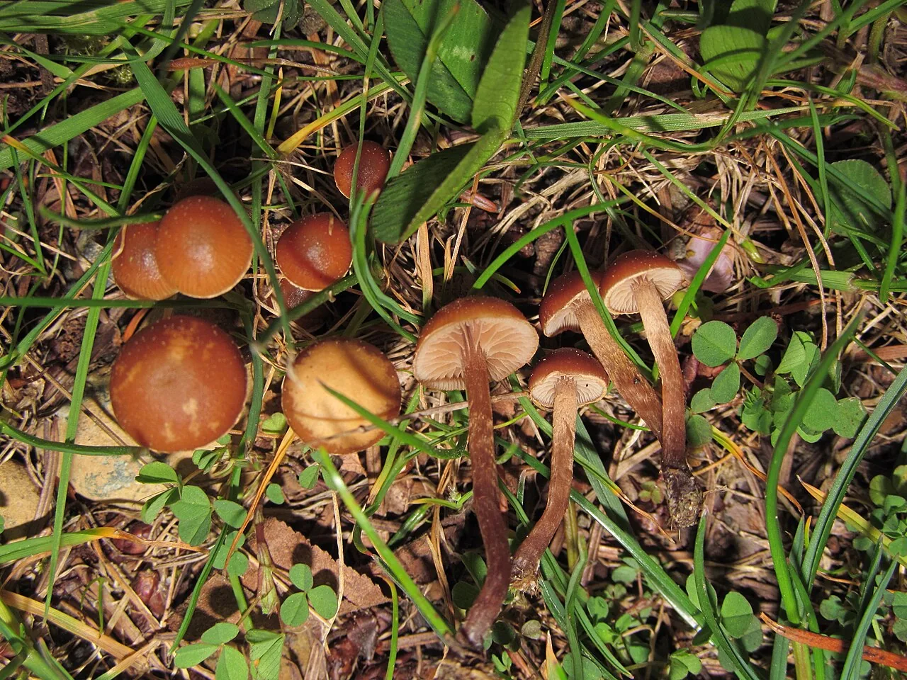 Psilocybe subviscida (Psilocybe subviscida) — photo mycologique