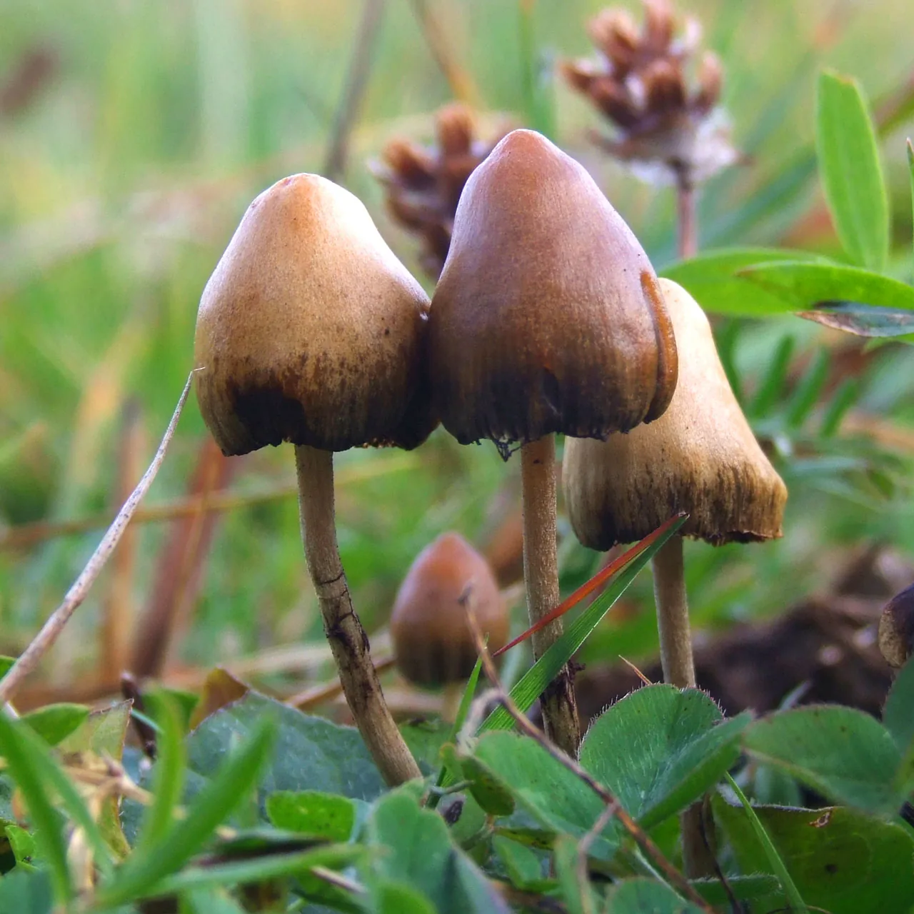 Psilocybe tuberifera (Psilocybe tuberifera) — photo mycologique