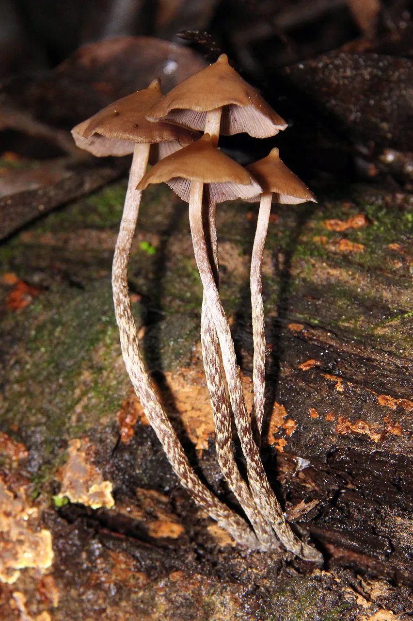 Psilocybe yungensis (Psilocybe yungensis) — photo mycologique