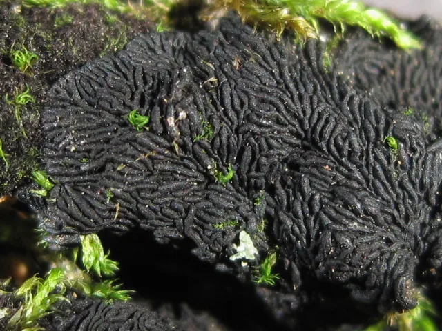 Psiloglonium chambianum (Psiloglonium chambianum) — photo mycologique