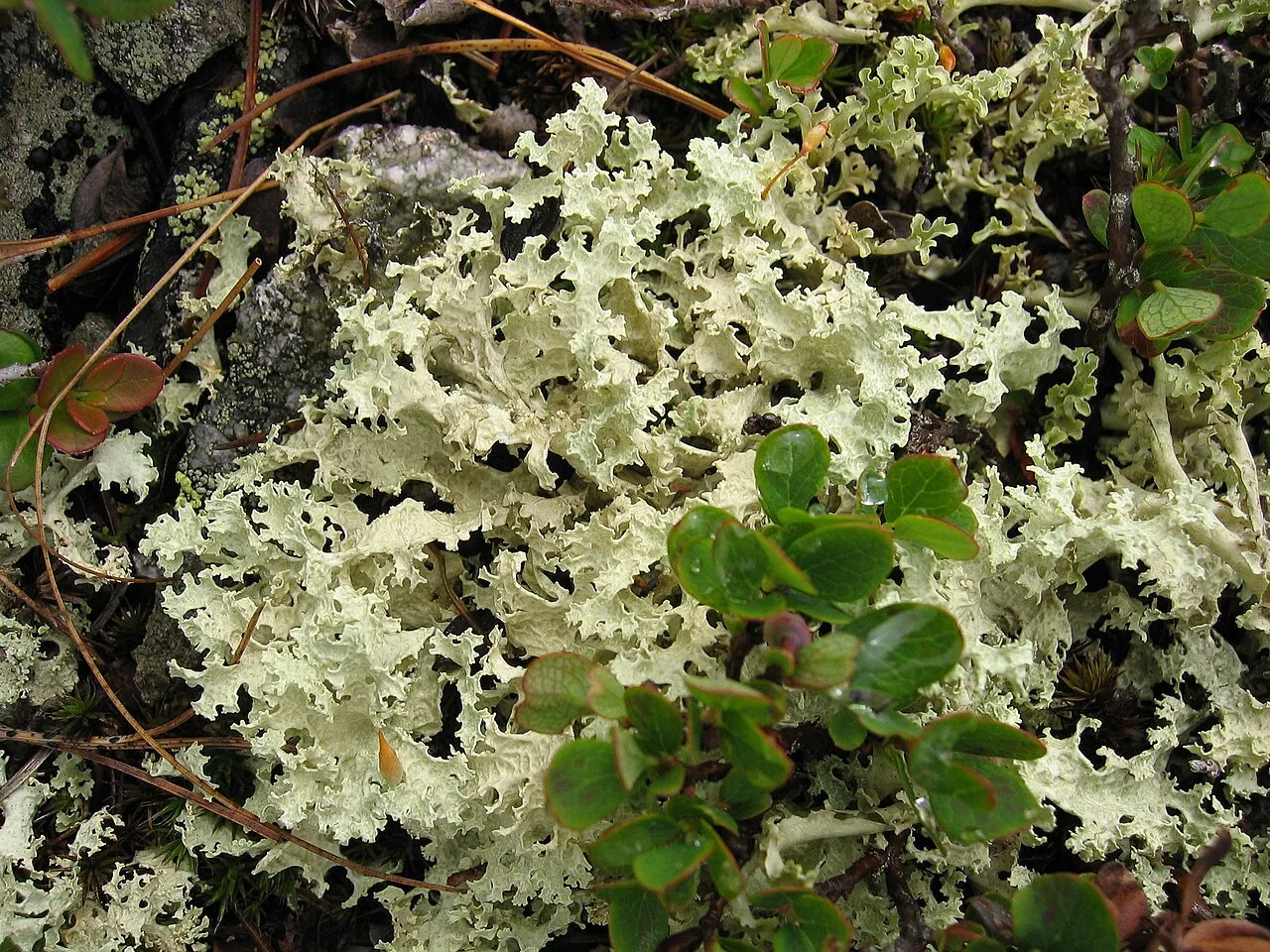 Psiloparmelia diffractaica (Psiloparmelia diffractaica) — photo mycologique
