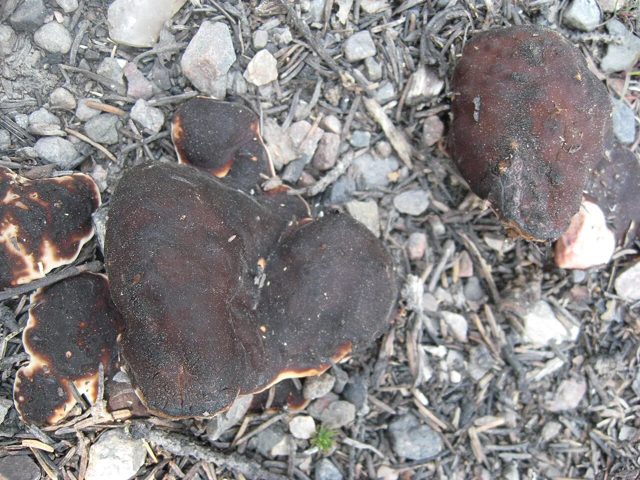 Psilopezia juruensis (Psilopezia juruensis) — photo mycologique