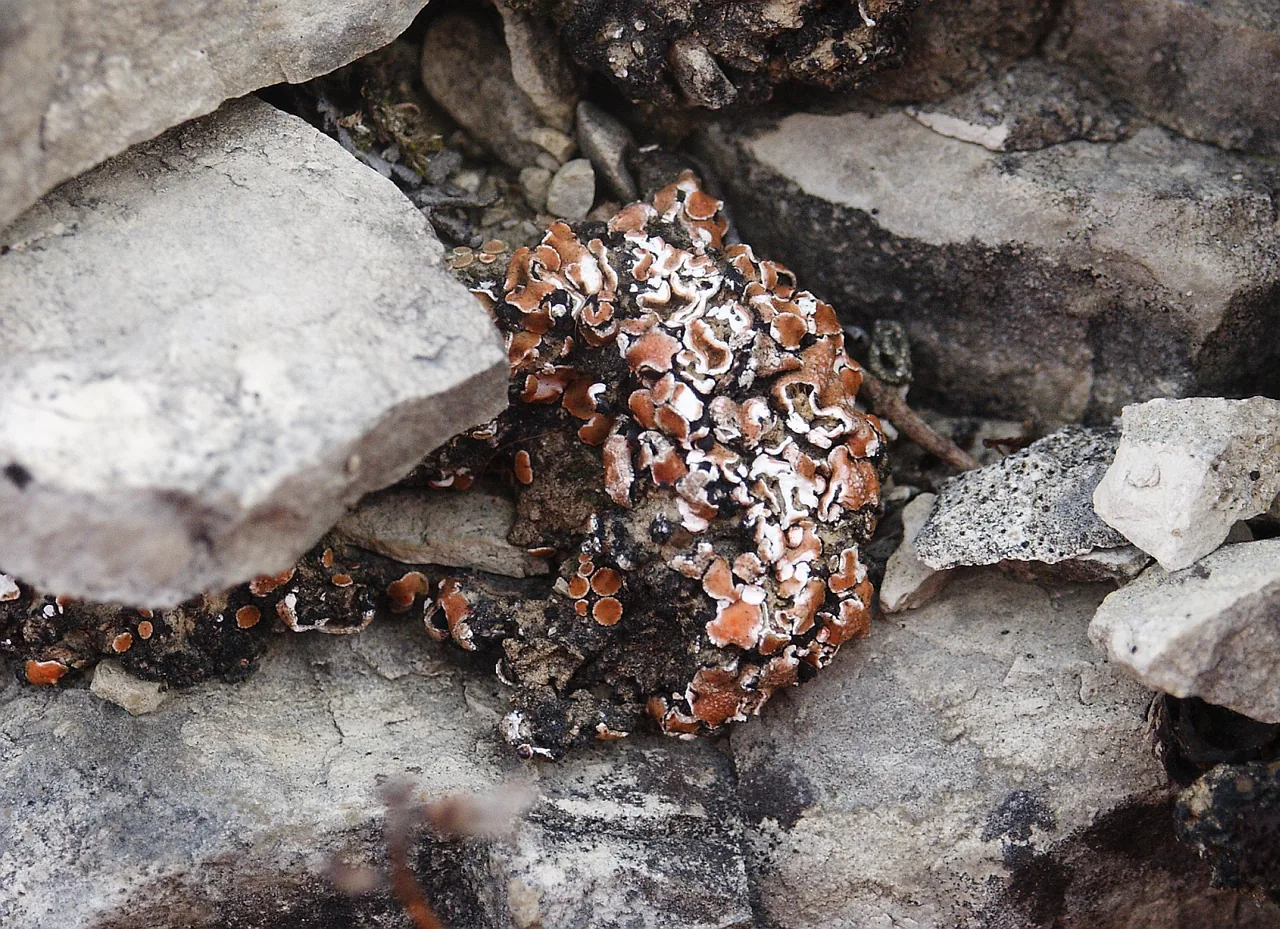 Psora decipiens (Psora decipiens) — photo mycologique