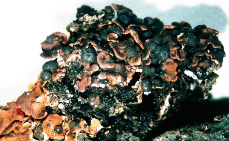 Psora globifera (Psora globifera) — photo mycologique