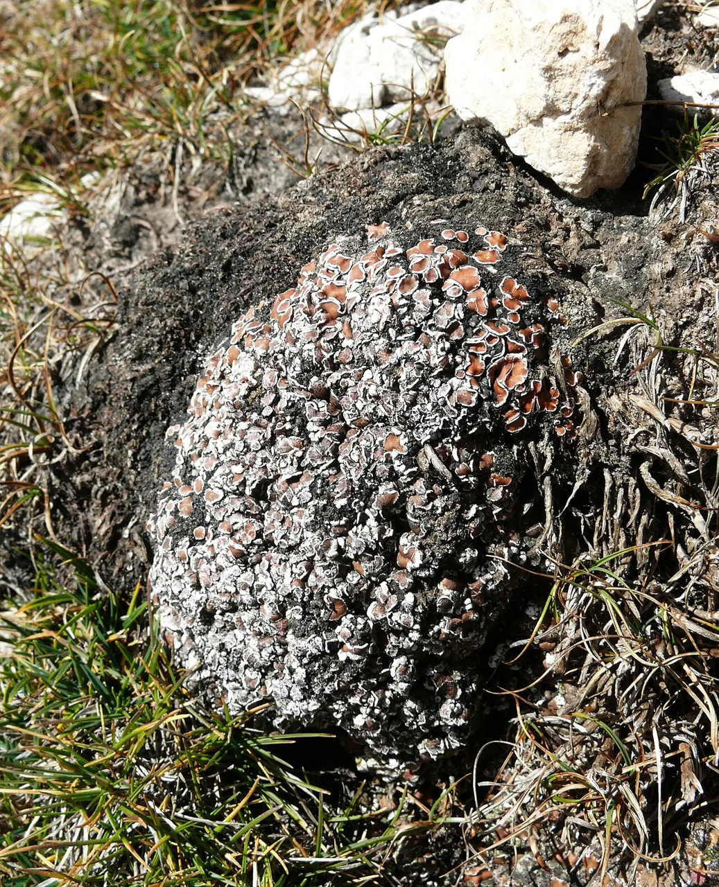 Psora nipponica (Psora nipponica) — photo mycologique