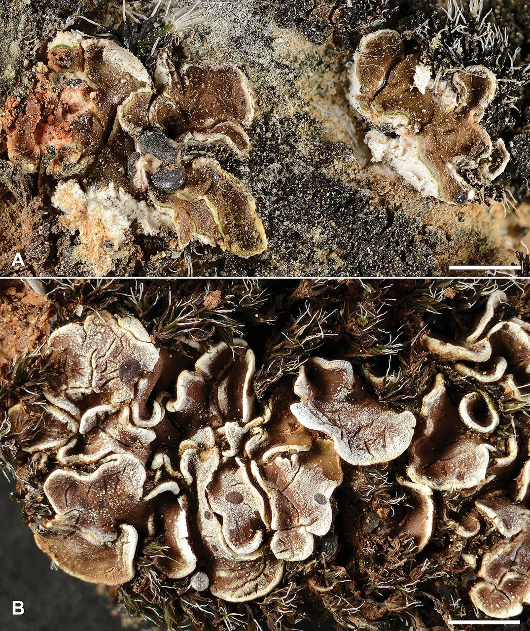 Psora taurensis (Psora taurensis) — photo mycologique