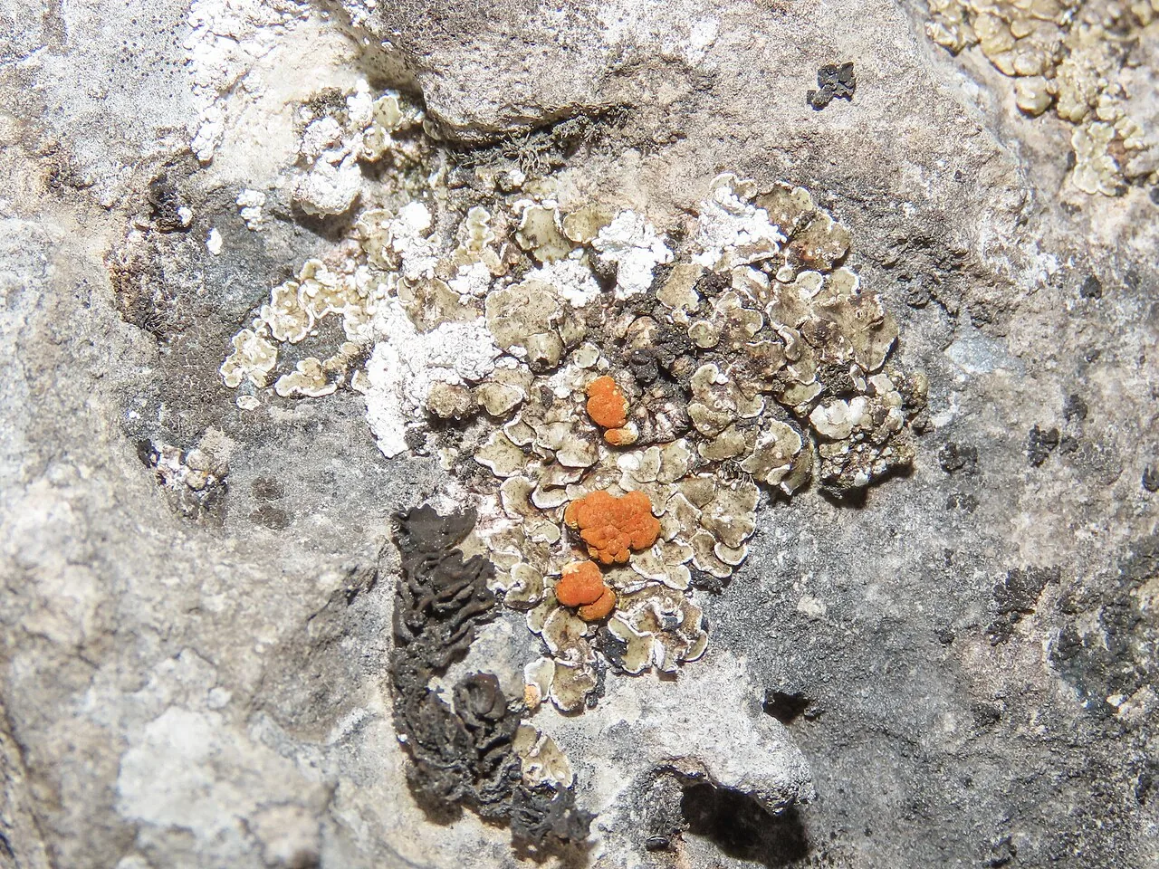 Psora testacea (Psora testacea) — photo mycologique