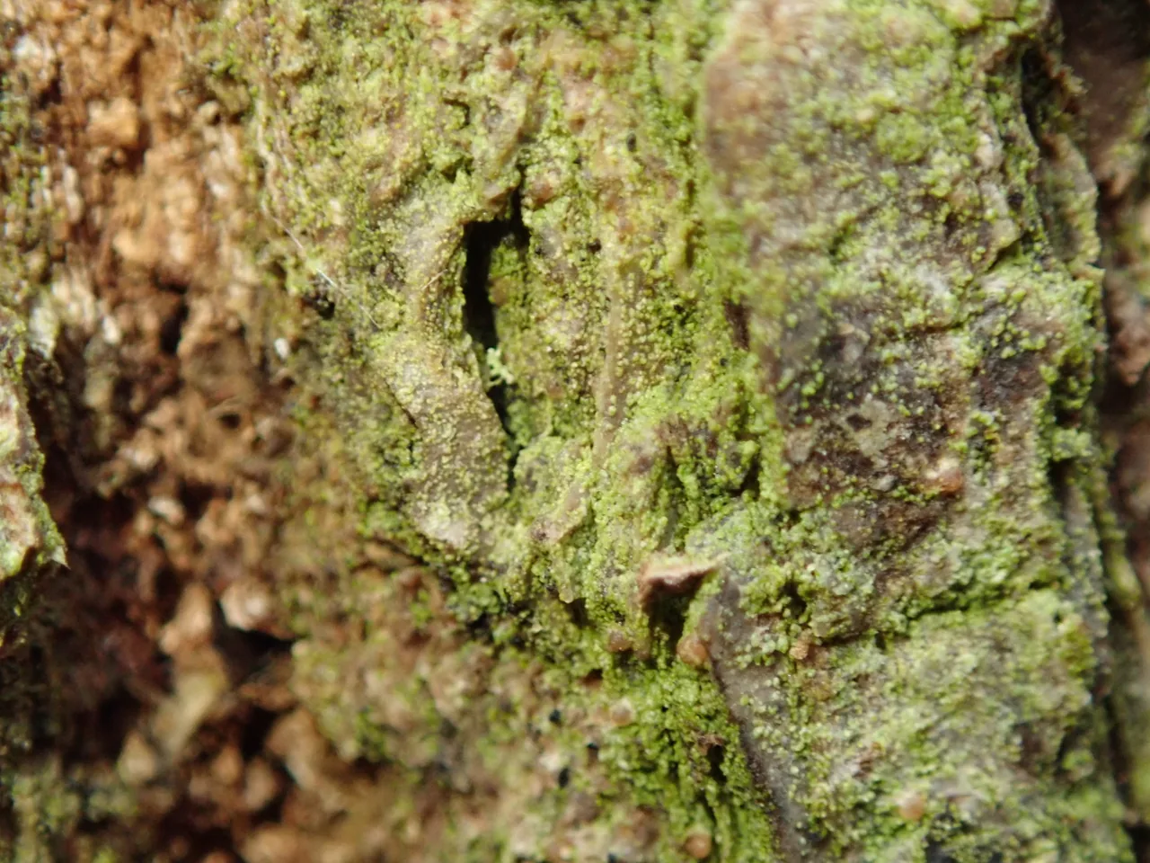 Psoroglaena laevigata (Psoroglaena laevigata) — photo mycologique