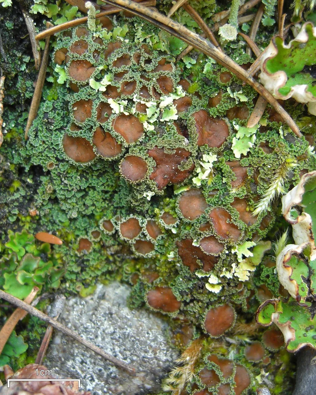 Psoroma buchananii (Psoroma buchananii) — photo mycologique