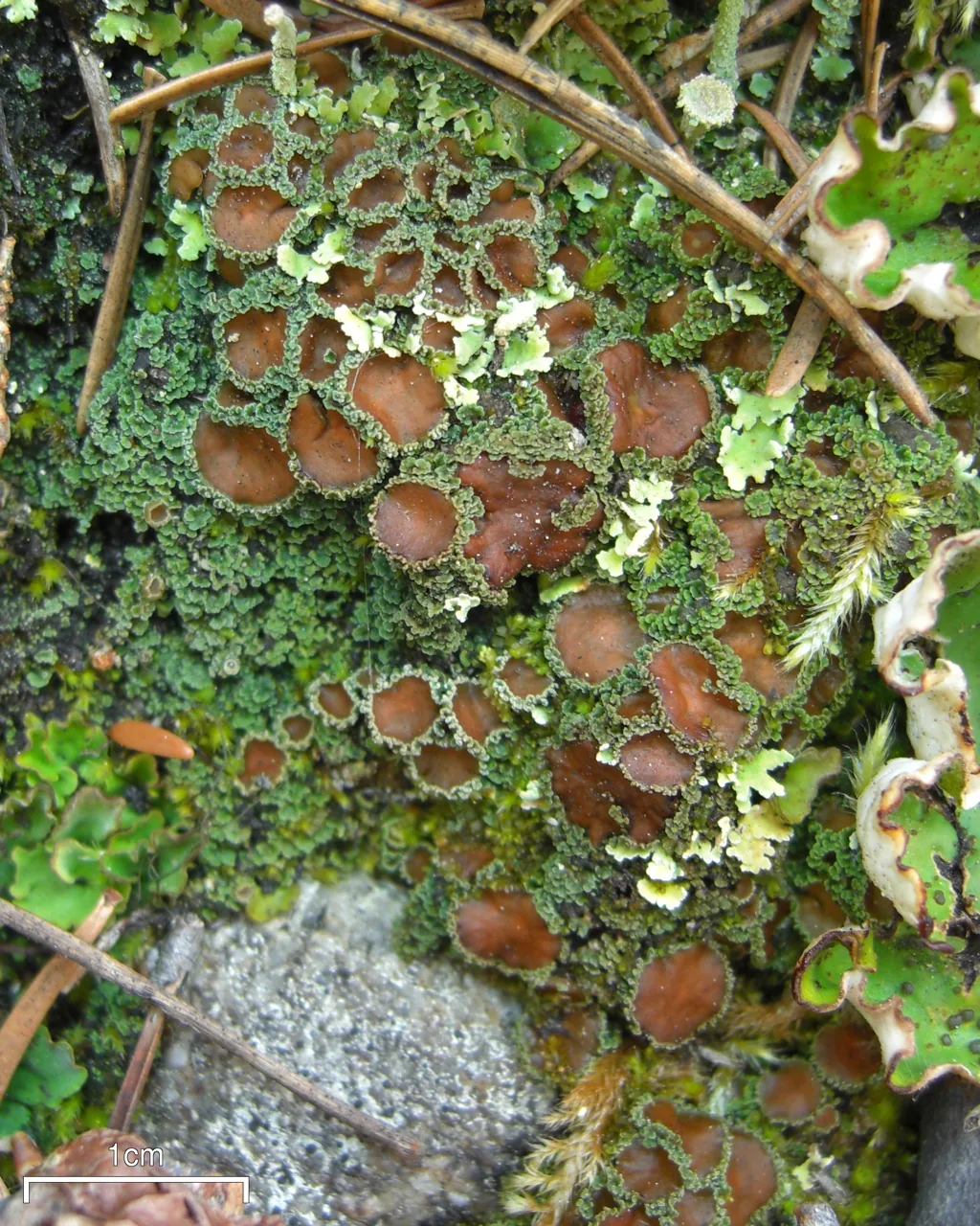 Psoroma cristulatum (Psoroma cristulatum) — photo mycologique