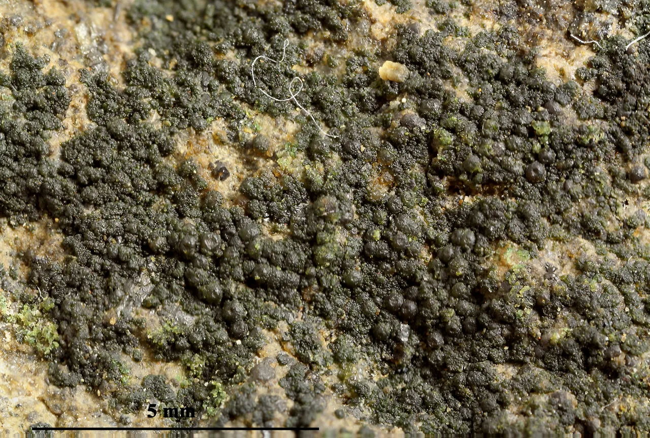 Psorotichia schaereri (Psorotichia schaereri) — photo mycologique
