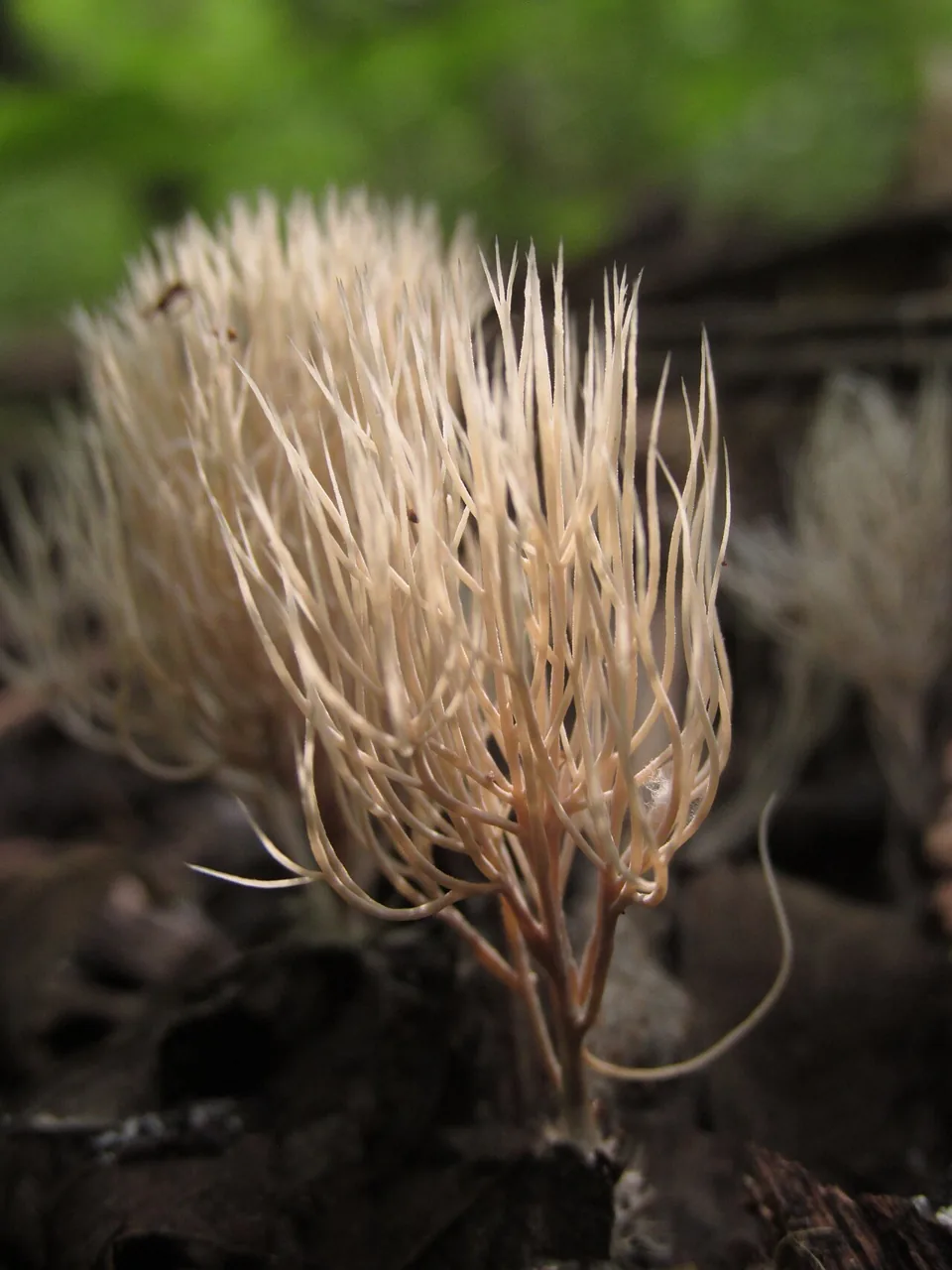 Pterula subulata (Pterula subulata) — photo mycologique