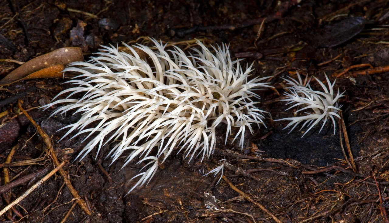 Pterulicium nanum (Pterulicium nanum) — photo mycologique