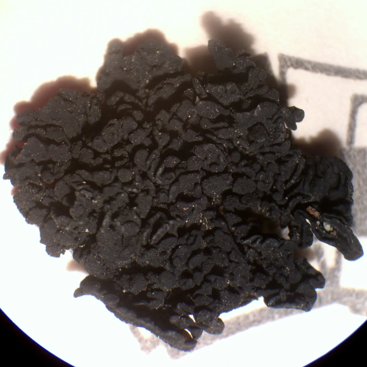 Pterygiopsis affinis (Pterygiopsis affinis) — photo mycologique