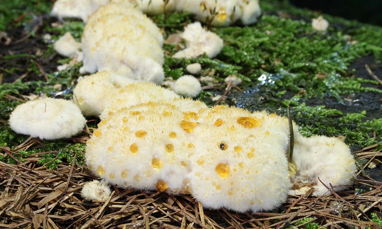 Ptychogaster nodulosus (Ptychogaster nodulosus) — photo mycologique