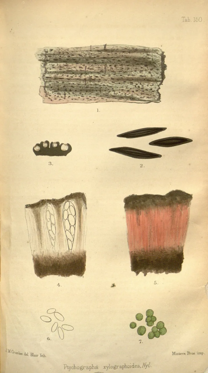 Ptychographa xylographoides (Ptychographa xylographoides) — photo mycologique