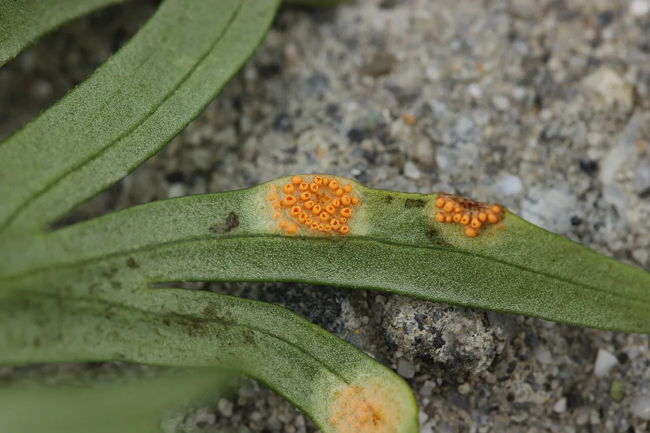 Puccinia actaeae-agropyri (Puccinia actaeae-agropyri) — photo mycologique