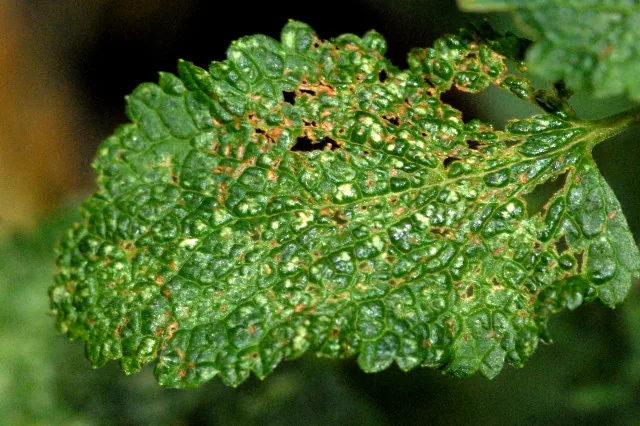 Puccinia annularis (Puccinia annularis) — photo mycologique