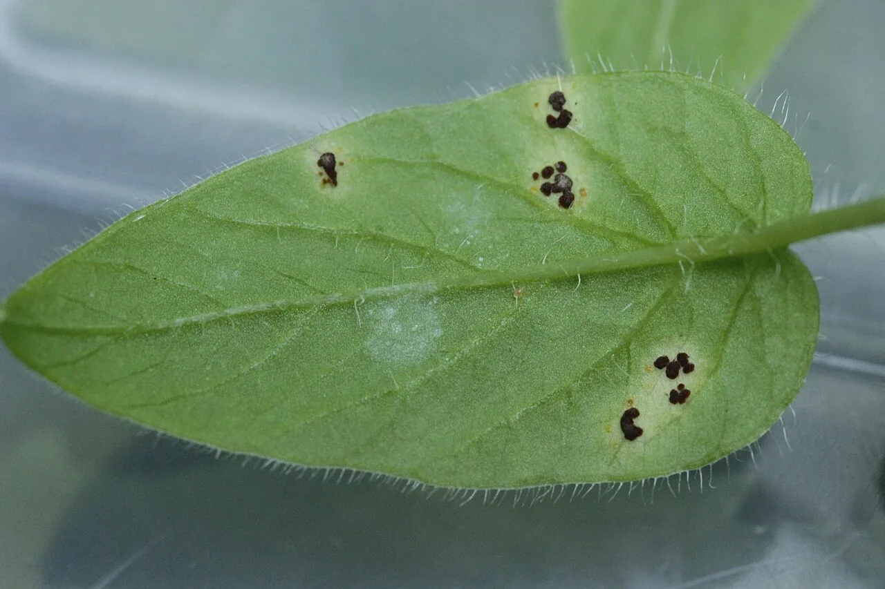 Puccinia arenariae (Puccinia arenariae) — photo mycologique
